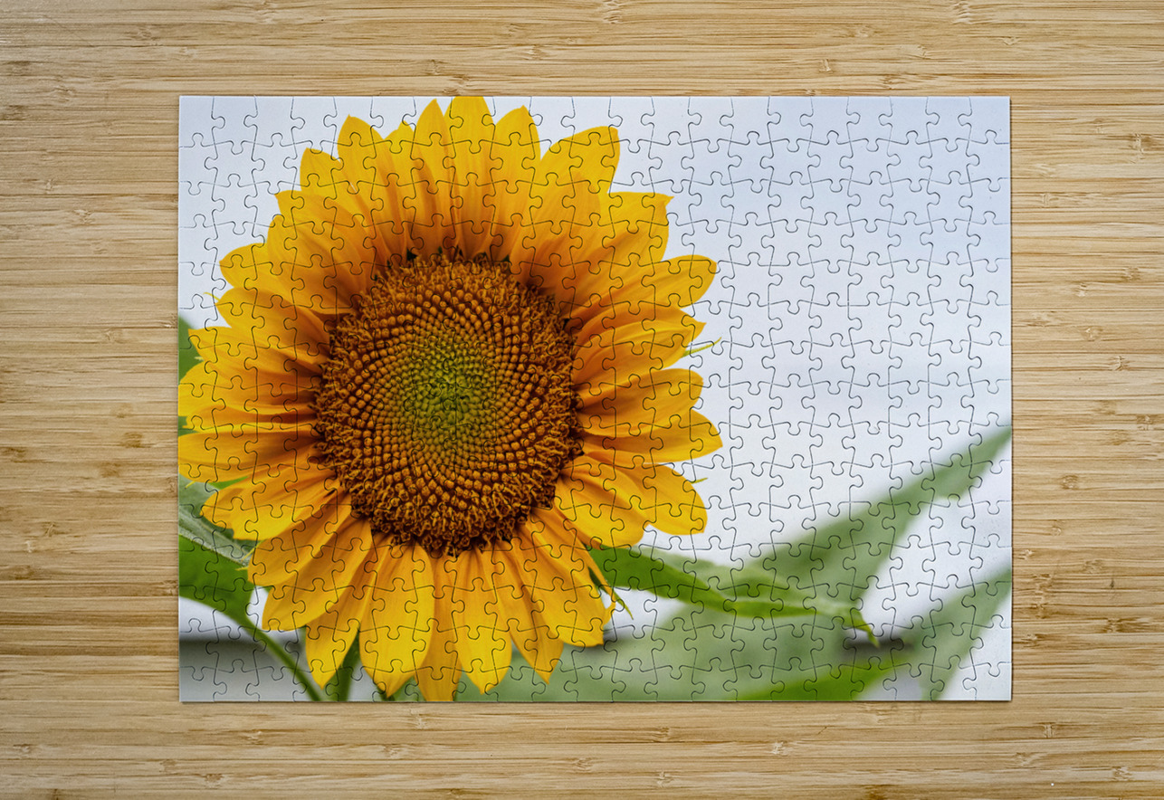 Sun Flower Pisarek Photography Puzzle printing