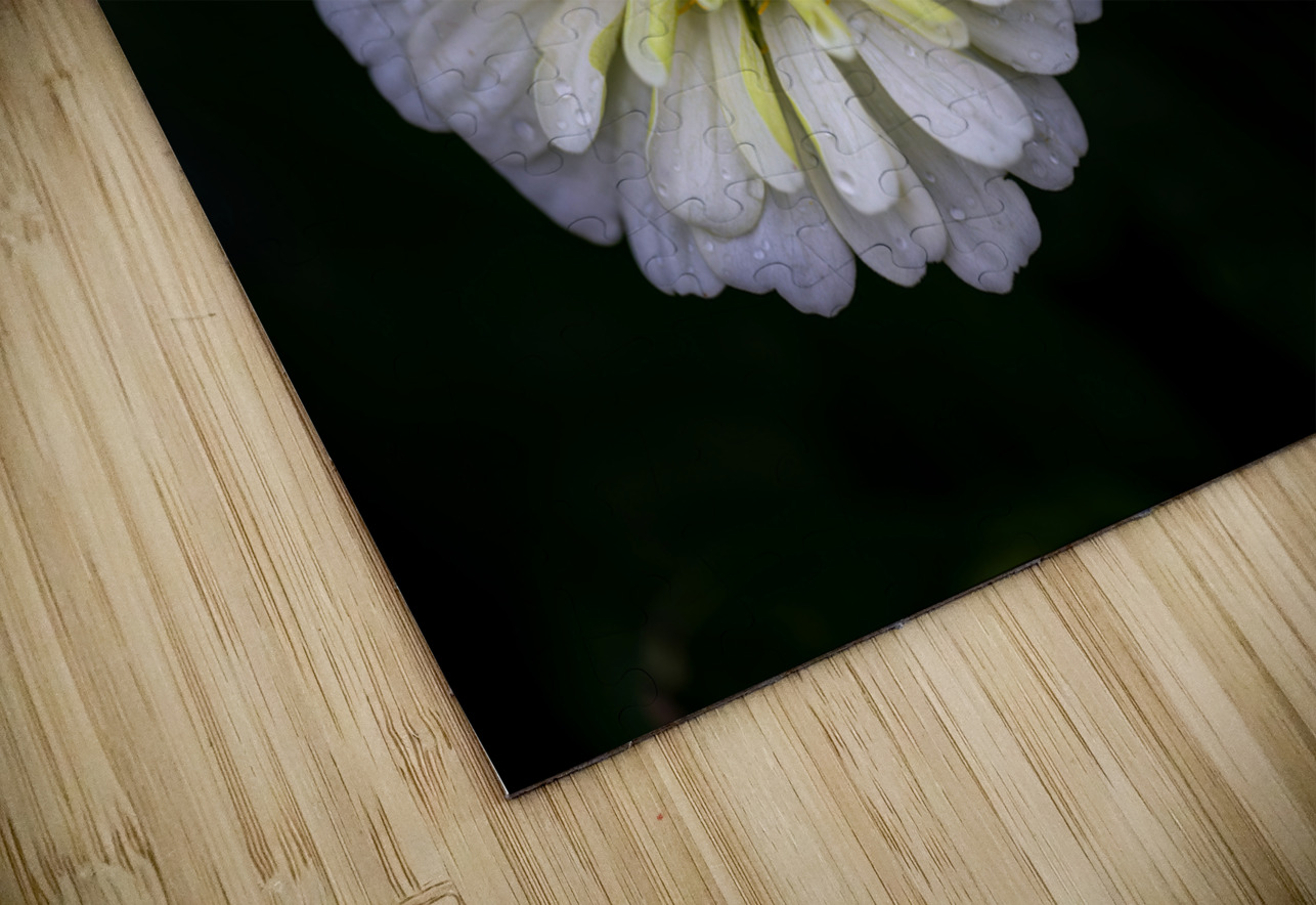 White Zinnia Pisarek Photography Puzzle