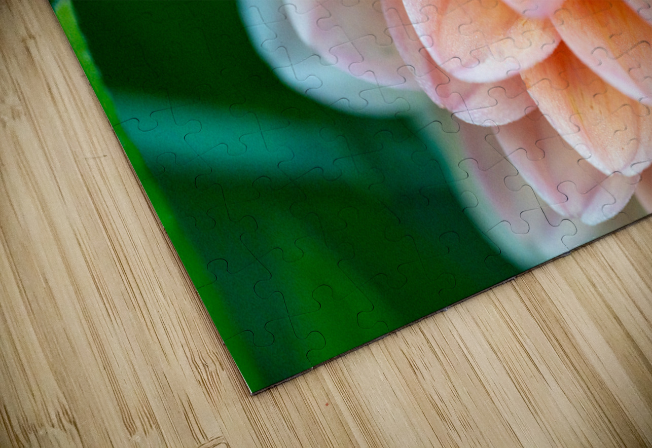 Peach Dahlia with a splash of Purple Pisarek Photography Puzzle