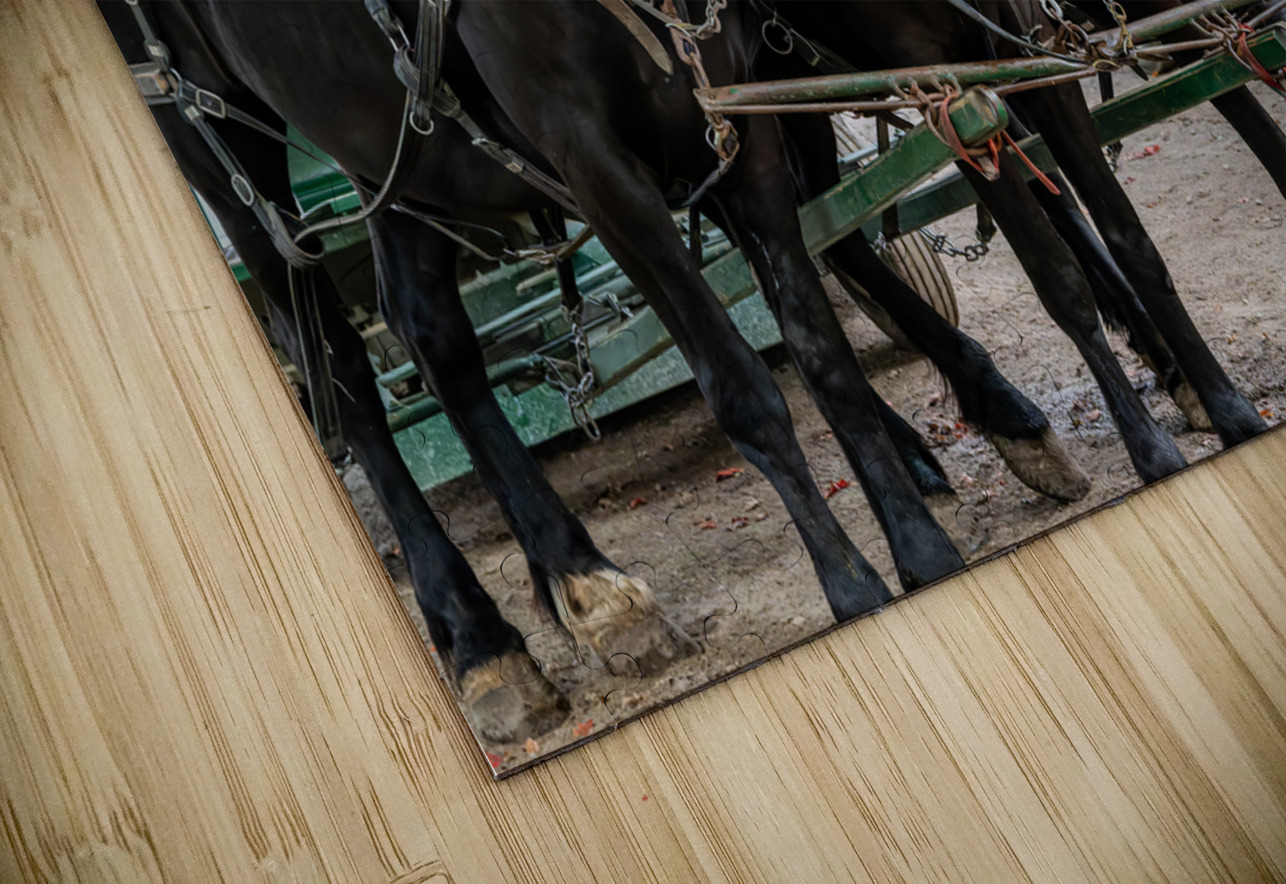 Teams of Horses Pisarek Photography Puzzle
