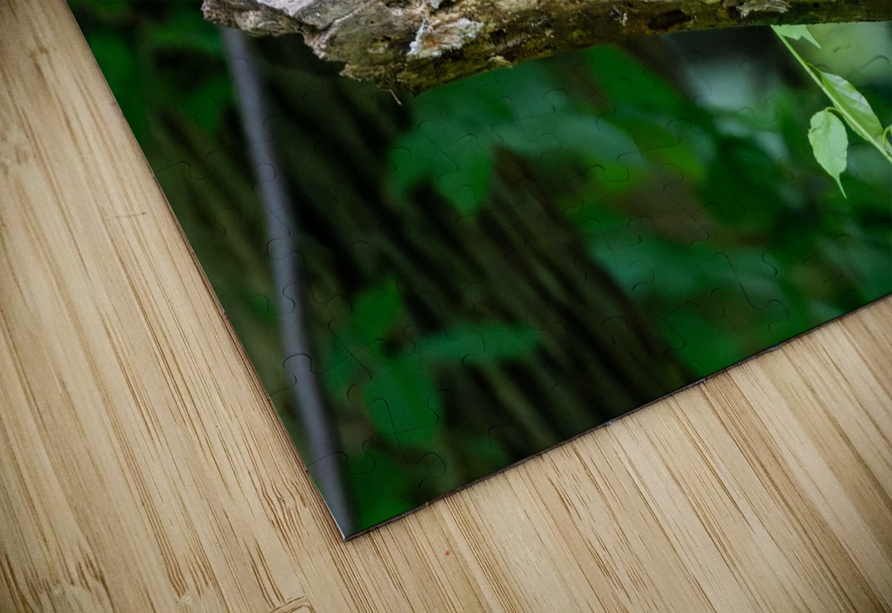 Red Bellied Wood Pecker Pisarek Photography Puzzle