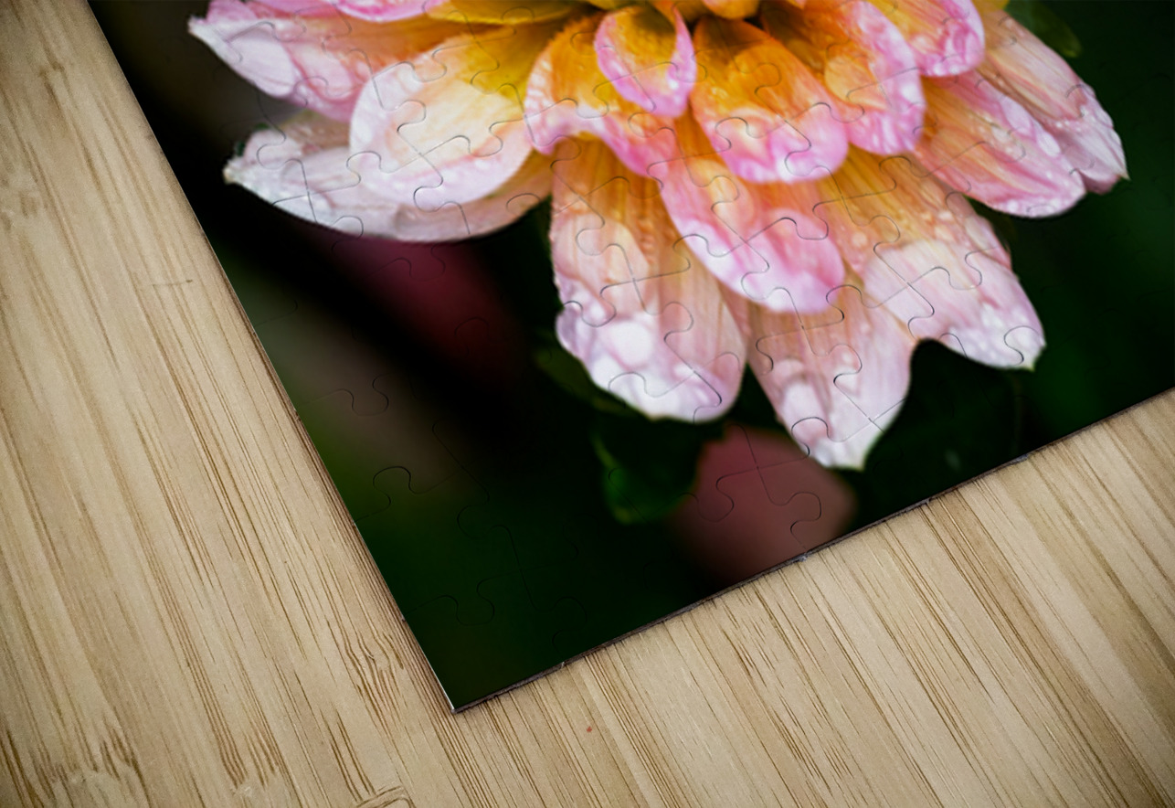 Dahlia and Raindrops Pisarek Photography Puzzle