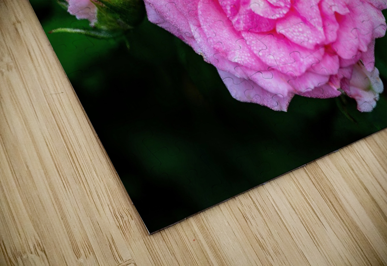 Rose with Morning Dew Pisarek Photography Puzzle