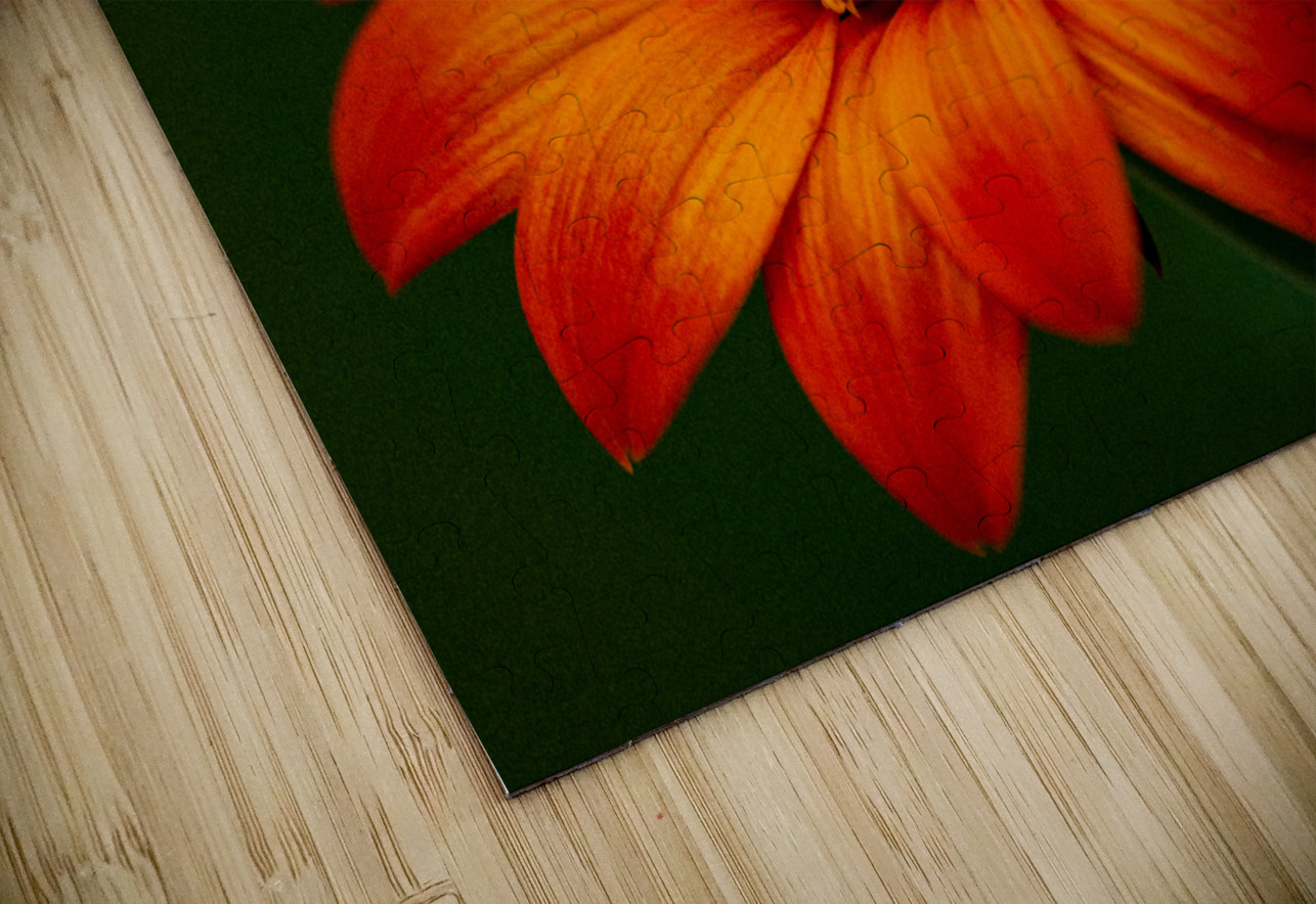 Orange Sunflower  Pisarek Photography Puzzle