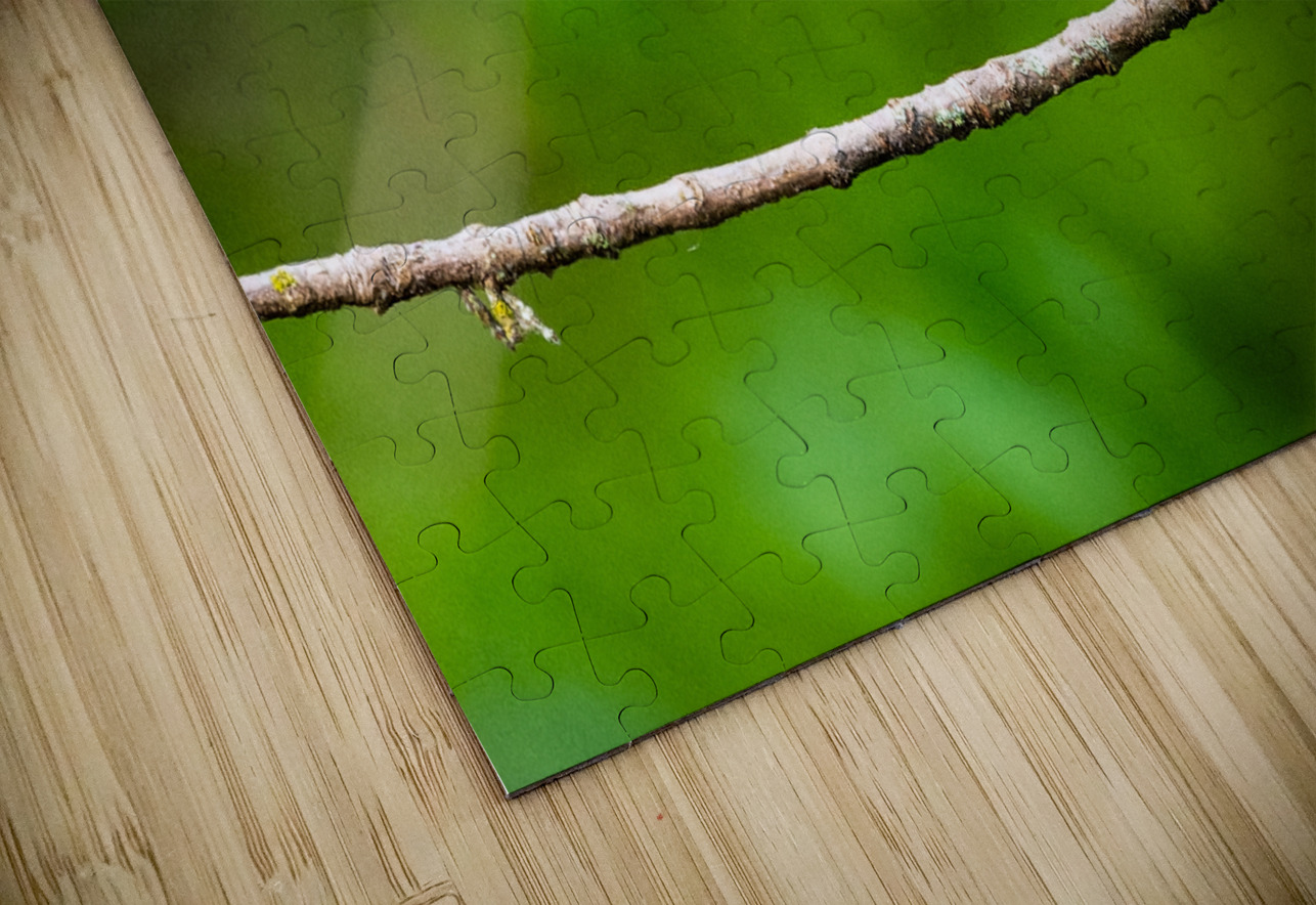 Cedar Waxwing Pisarek Photography Puzzle