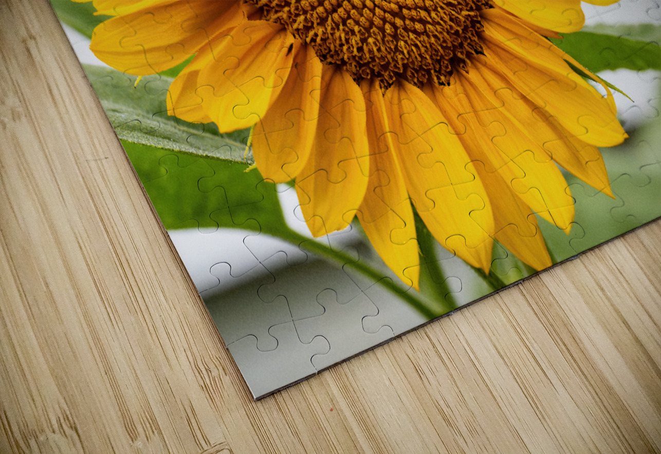 Sun Flower Pisarek Photography Puzzle