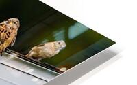 Sparrows on a Roof HD Metal print