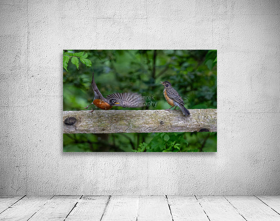 A Pair of Robins Wall Preview
