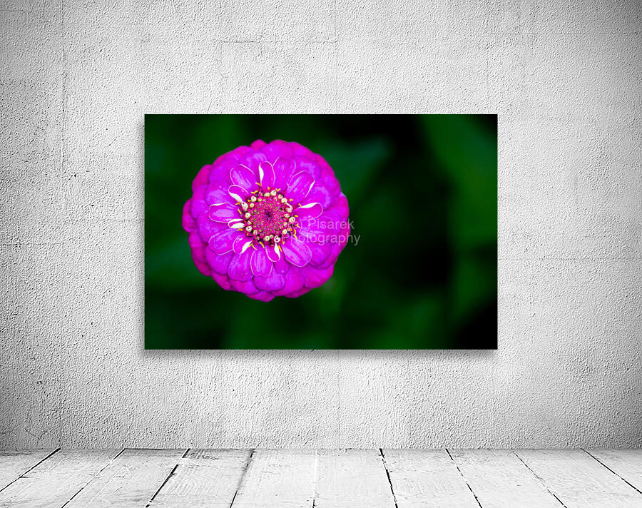 Purple Zinnia Wall Preview