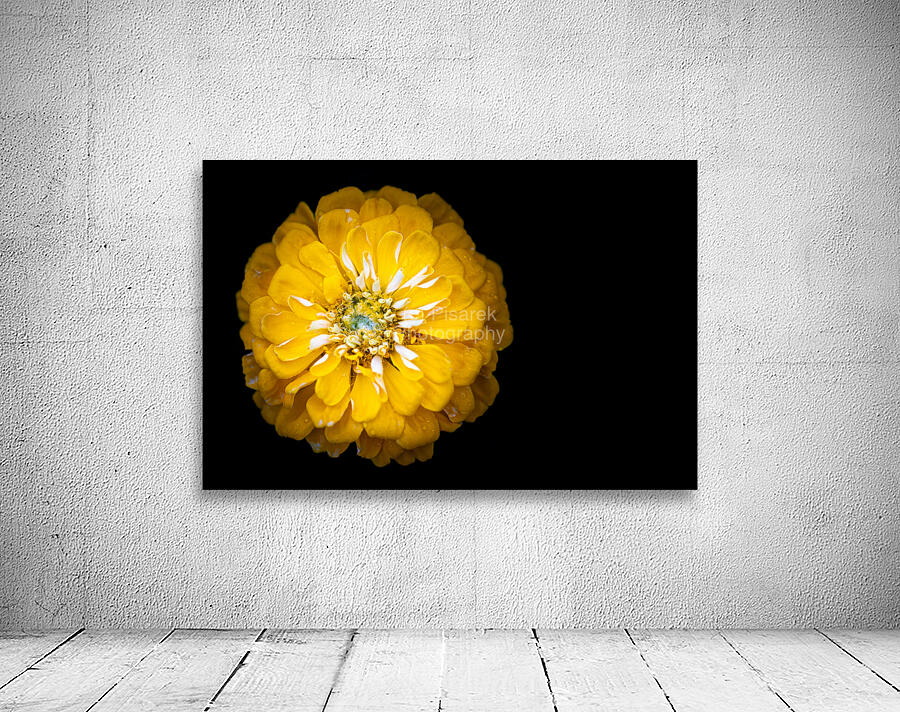 Yellow Zinnia Wall Preview