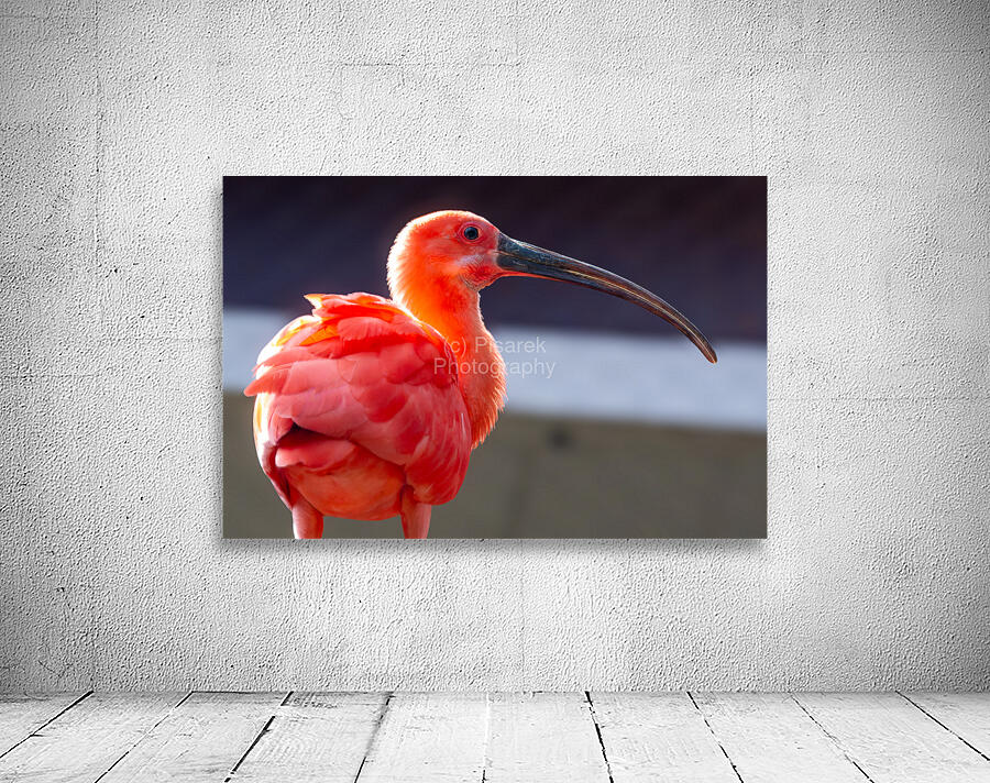 Scarlet Ibis Wall Preview