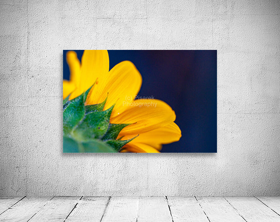 Yellow Sunflower Wall Preview