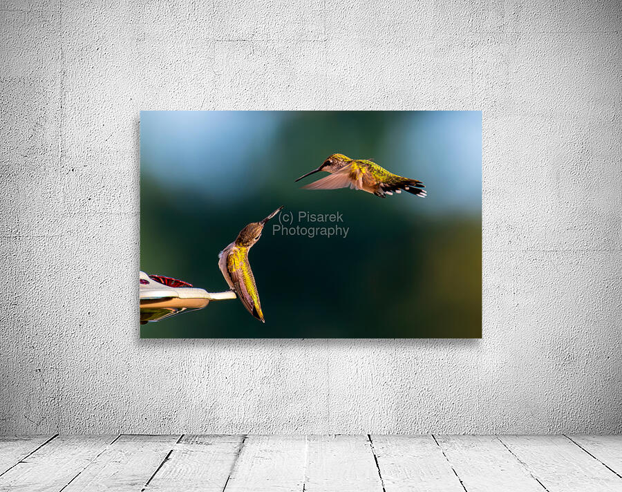 Hummingbirds Wall Preview