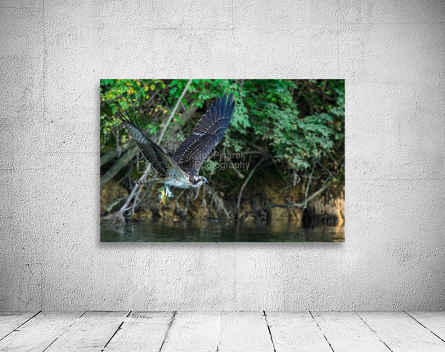 An Osprey picks up fresh fish for breakfast Wall Preview