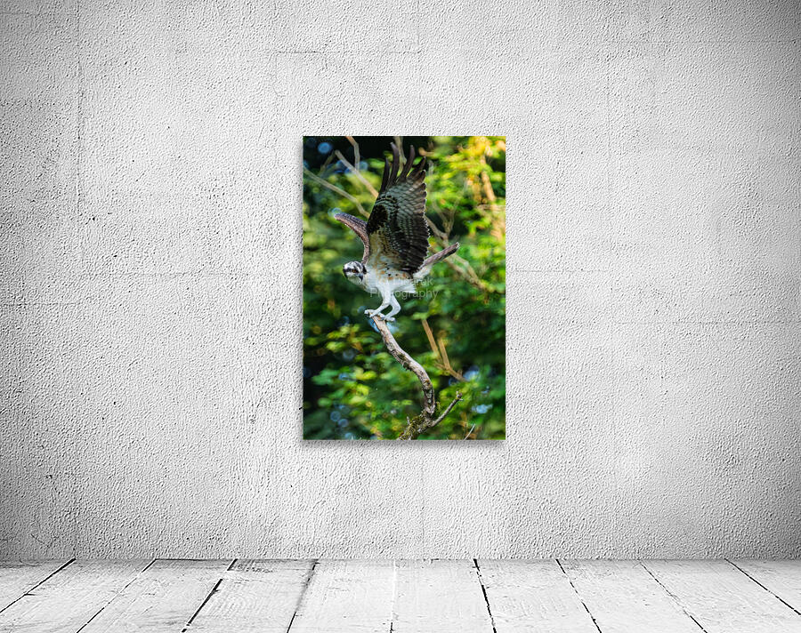 An Osprey stretching their wings.  Wall Preview