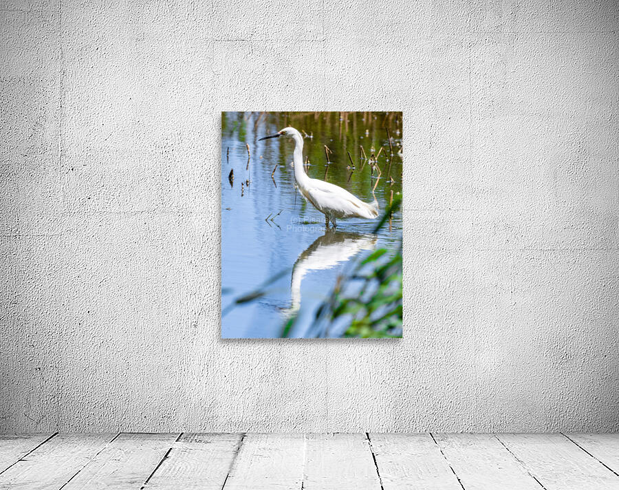 Snowy Egret Wading near the Shoreline of a Lake Wall Preview