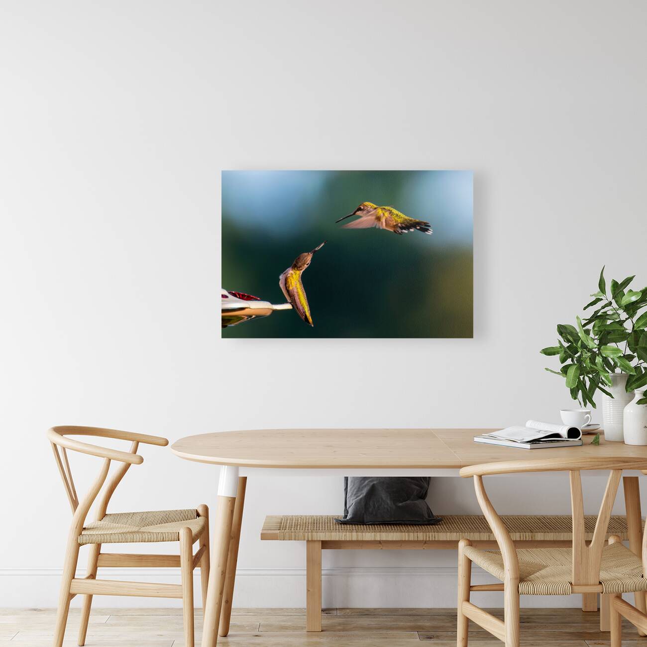 Hummingbirds Reproduction