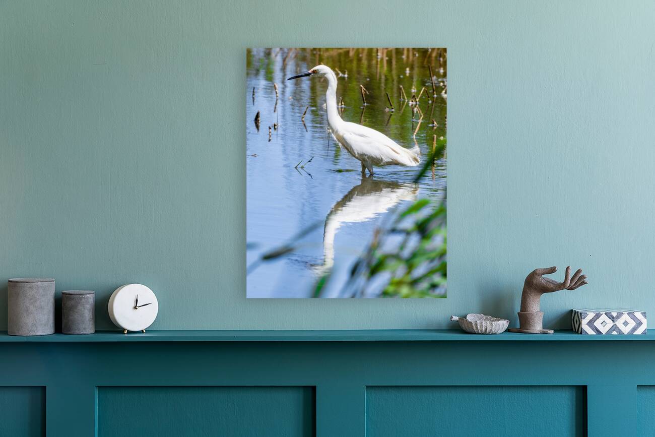 Snowy Egret Wading near the Shoreline of a Lake Reproduction