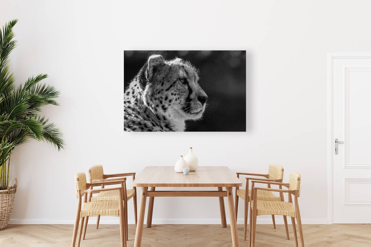 Cheetah Reproduction