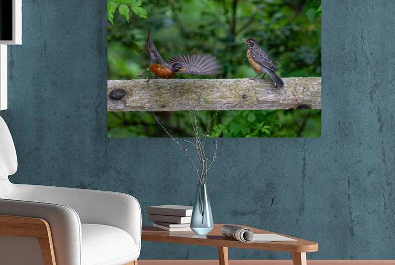 A Pair of Robins by Pisarek Photography