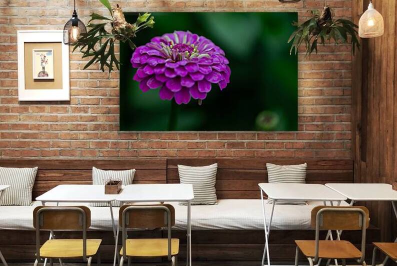 Zinnia by Pisarek Photography