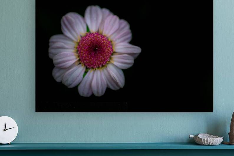 Daisy by Pisarek Photography