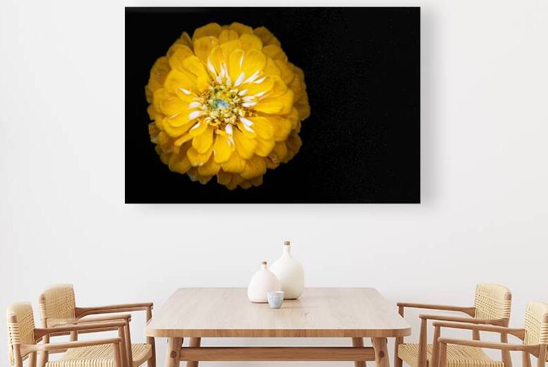 Yellow Zinnia by Pisarek Photography