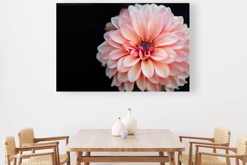 Pink Dahlia by Pisarek Photography