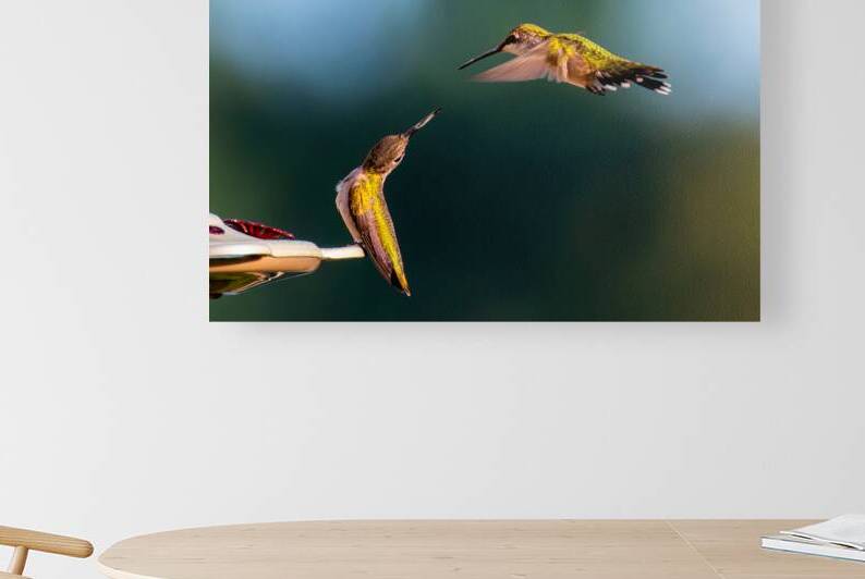 Hummingbirds by Pisarek Photography