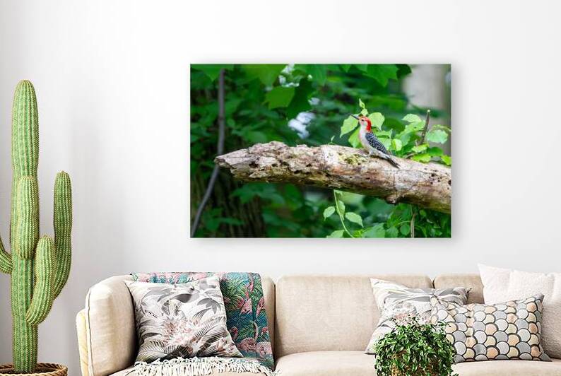 Red Bellied Wood Pecker by Pisarek Photography