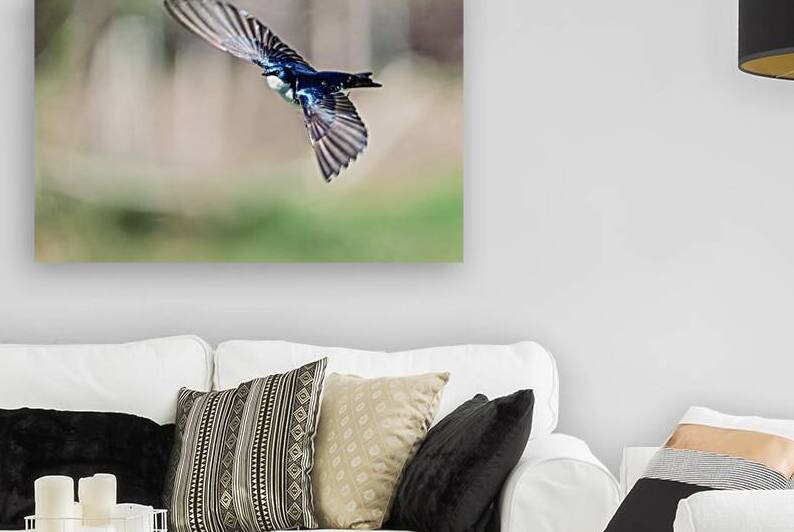 A Tree Swallow in Flight by Pisarek Photography