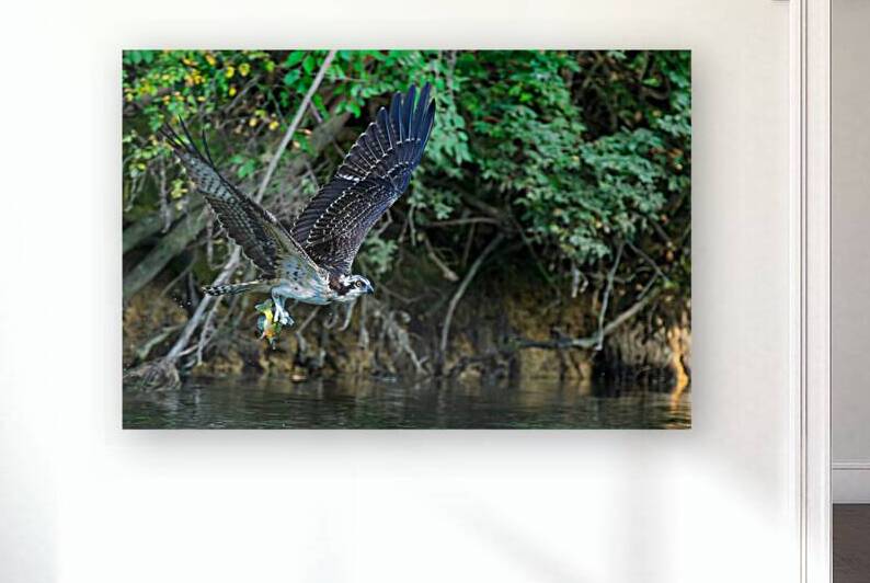 An Osprey picks up fresh fish for breakfast by Pisarek Photography