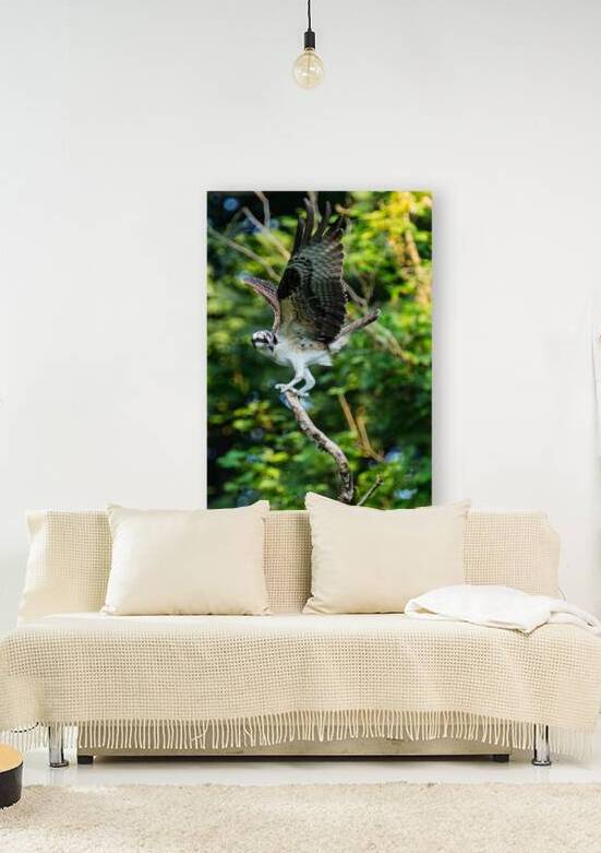 An Osprey stretching their wings.  by Pisarek Photography