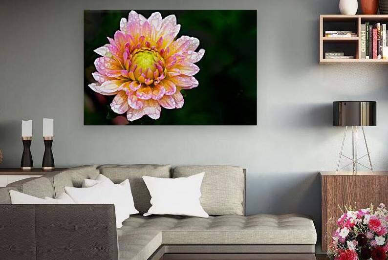 Dahlia and Raindrops by Pisarek Photography