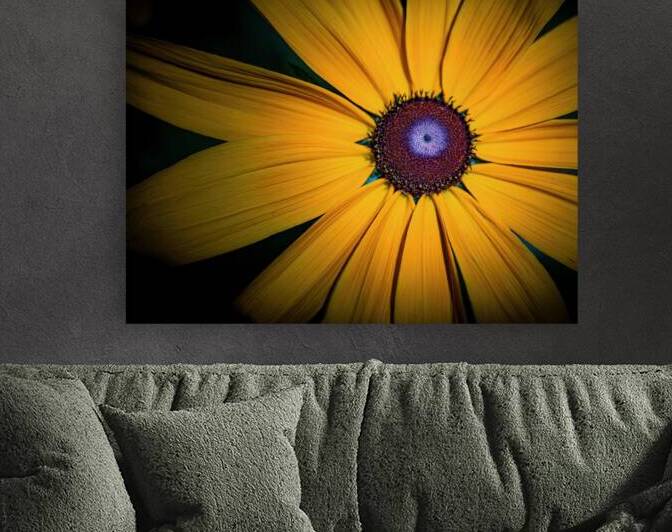 Yellow Daisy by Pisarek Photography