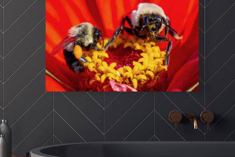 Busy Bees by Pisarek Photography