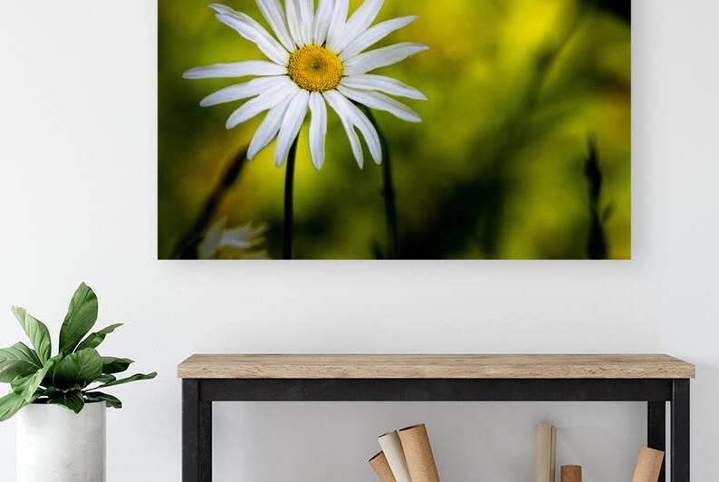 A Solitary Daisy by Pisarek Photography