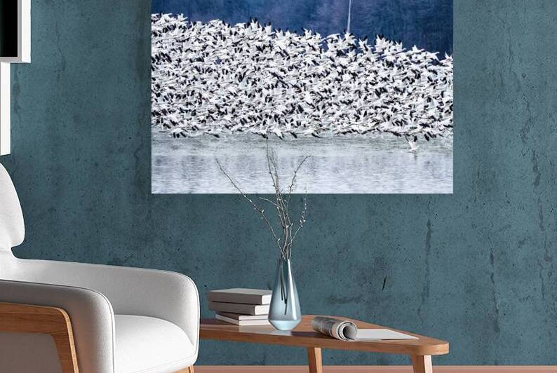 Snow Geese Migration by Pisarek Photography