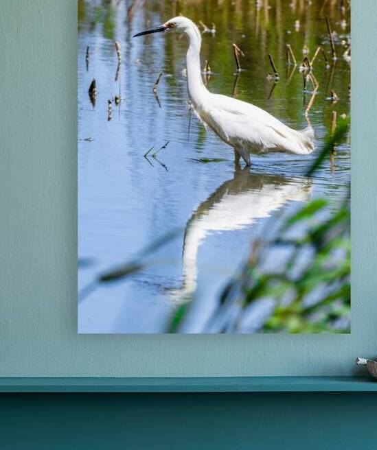 Snowy Egret Wading near the Shoreline of a Lake by Pisarek Photography