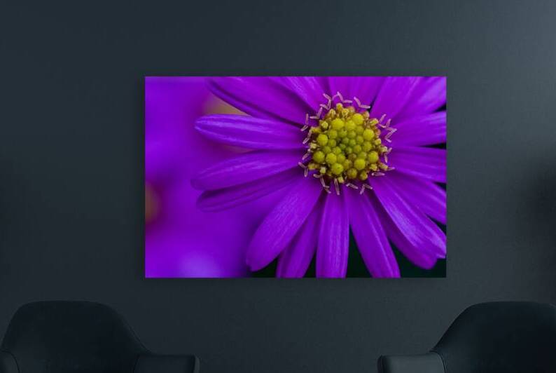 Purple Aster by Pisarek Photography