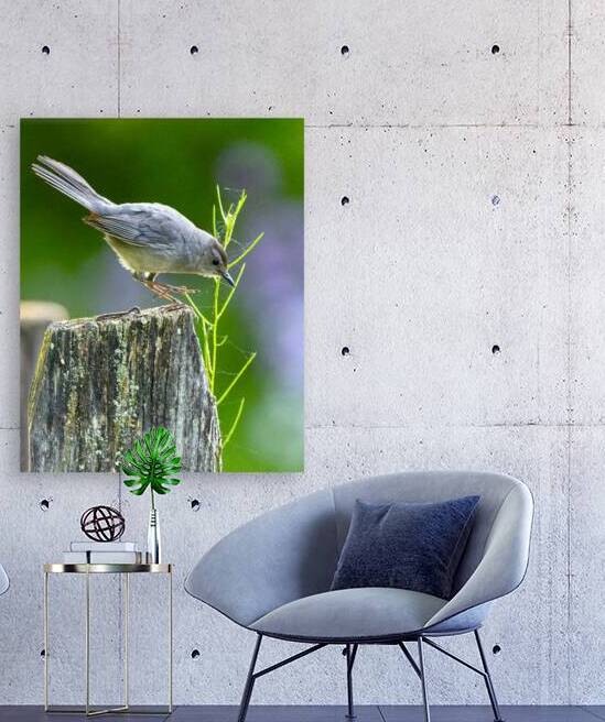 Cat Bird on a Post by Pisarek Photography