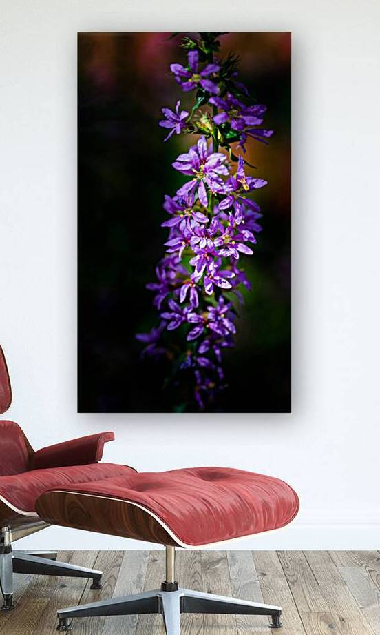 Purple Loosestrife by Pisarek Photography