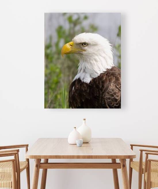 North American Bald Eagle by Pisarek Photography