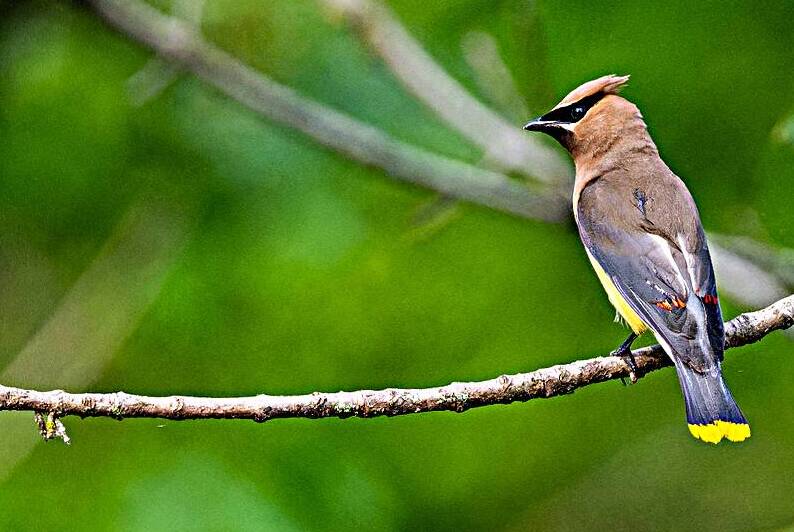 Cedar Waxwing by Pisarek Photography